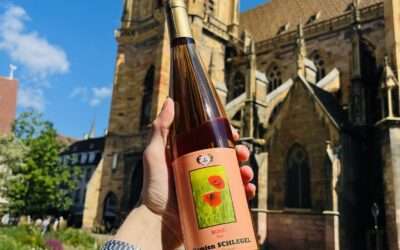 Damien Schlegel : un vigneron alsacien engagé, enraciné à Westhalten